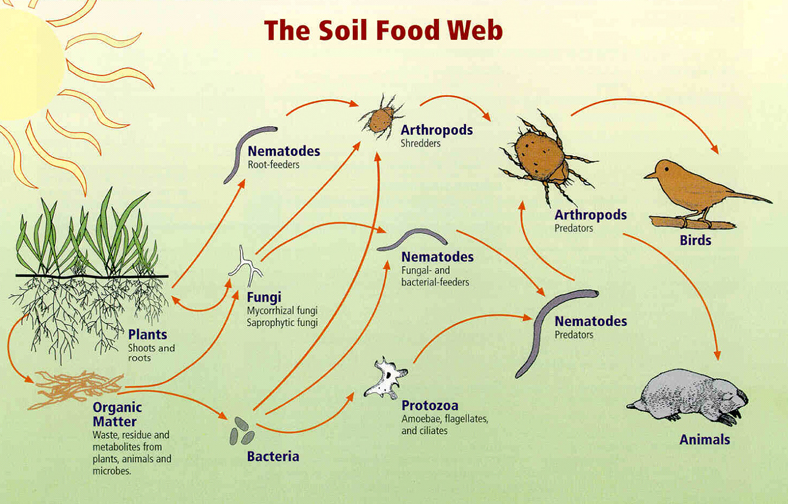 Soils food web